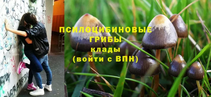 Галлюциногенные грибы MAGIC MUSHROOMS  как найти   Новопавловск 